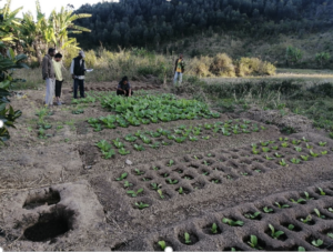 Adoption of sustainable farming techniques by a local community in Ampahitra thanks to the youth 