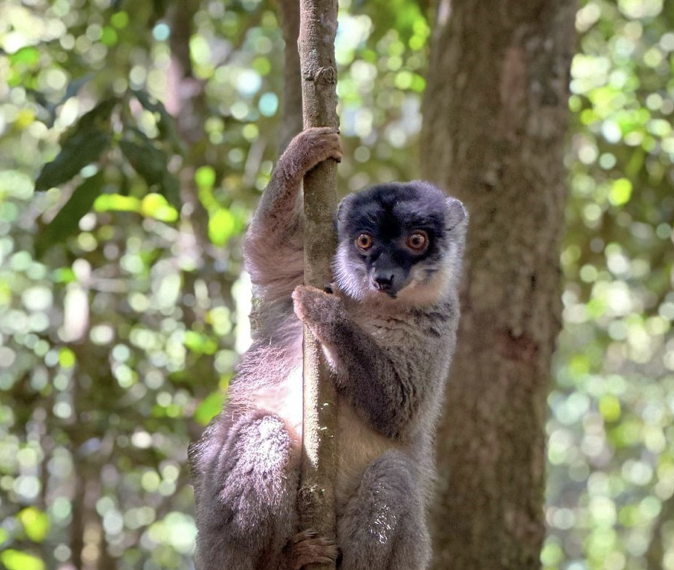 Lemur in their natural habitat - as part of MFM RFL project.